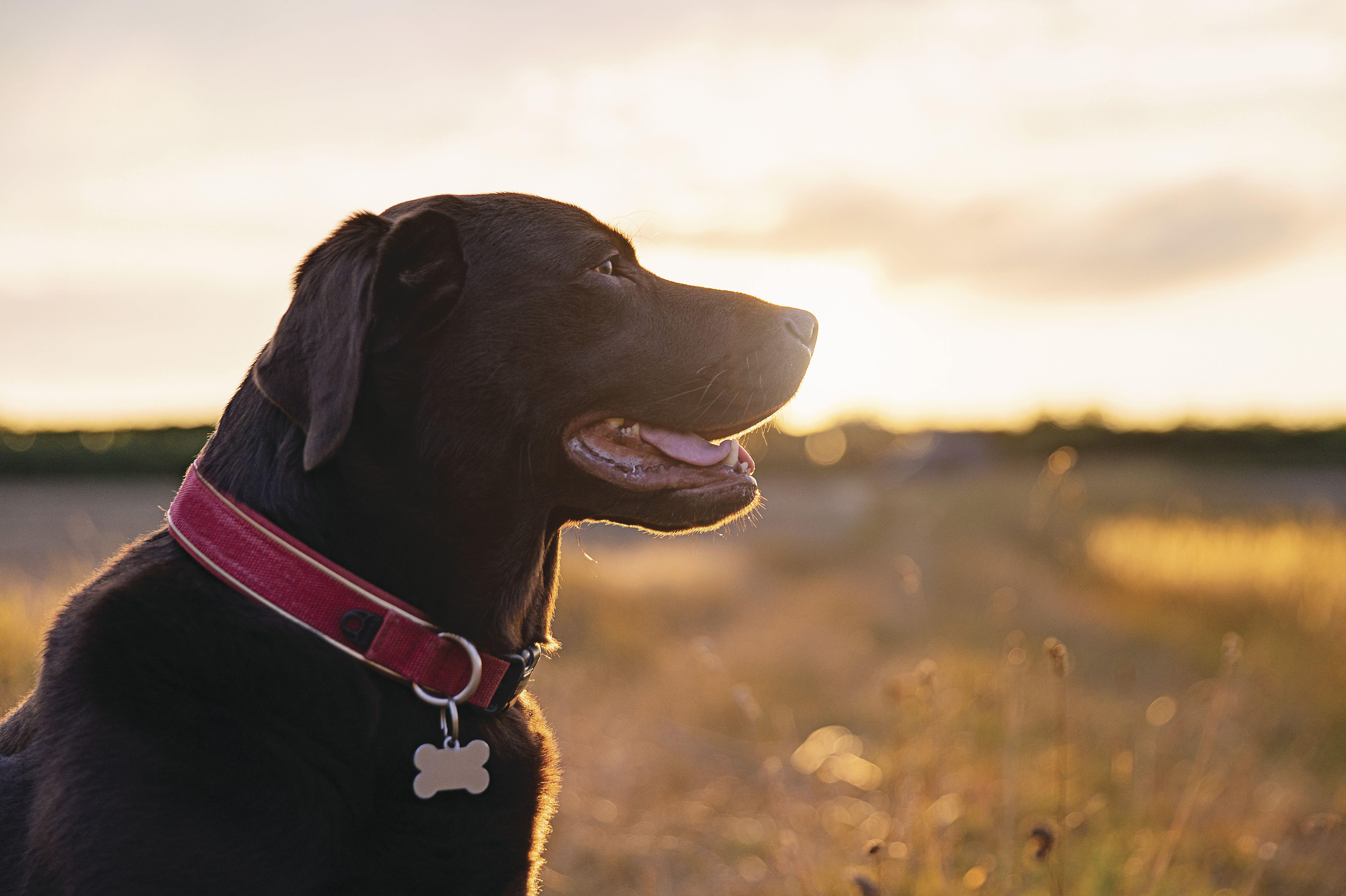 dog in a field